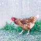 What it Takes to Produce Healthier Chicken